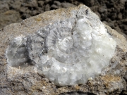 Pleuroceras épigénisée en calcite