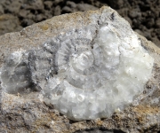 Pleuroceras épigénisée en calcite