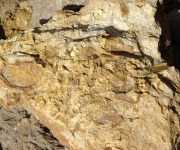 Surface durcie et perforations dans calcaire bioclastique du Toarcien