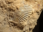 Pecten non dégagé