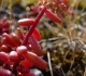 DSC03795-600x800