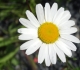 Marguerite