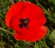 Coquelicot