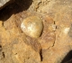 Entolium dans calcaire oolithique ferrugineux