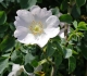 Eglantier blanc