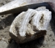 Loges épigénisées en calcite