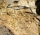 Surface durcie et perforations dans calcaire bioclastique du Toarcien