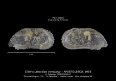 Clithrocytheridea-verrucosa