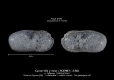 Cytherella-gyrosa