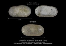 Cytherella-muensteri-