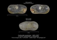 Cytherella-pustulosa-
