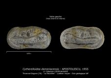 Cytherelloidea-dameriacensis
