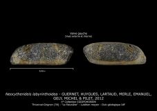 Neocytherideis-labyrinthoidea