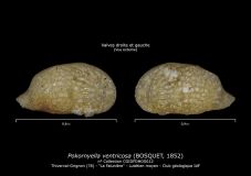 Pokornyella-ventricosa