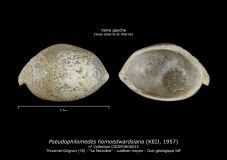 Pseudophilomedes-homoedwardsiana