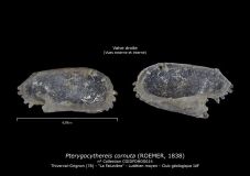 Pterygocythereis-cornuta