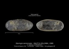 Staringia-semiornata-
