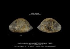 Uroleberis-parnensis