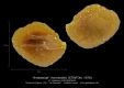 Ambassida-rhomboides