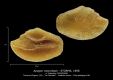 Apogon-macrolepis