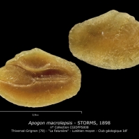 Apogon macrolepsis