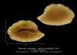 Blennida-blondeaui-