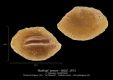 Bothida-semen