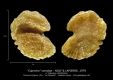 Caproina-sonodae-