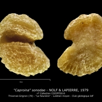 Caproina sonodae