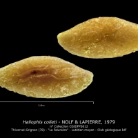 Haliophis colleti