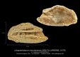 Leiognathidarum-bercherensis
