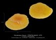 Muraenesox-fissura-