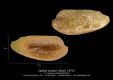 Ogilbia-sulcata