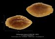 Orthopristis-kokeni-