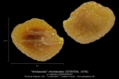 Ambassida rhomboides