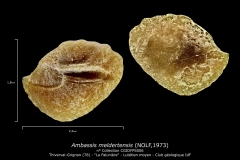 Ambassis-meldertensis-BR