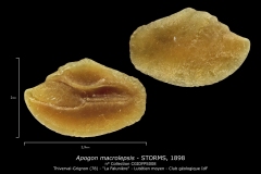 Apogon macrolepsis