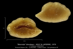 Blennida blondeaui