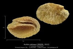 Kuhlia cottreaui