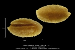 Platycephalus janeti