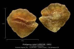 Pristigenys rutoti