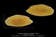 Trachinus falcatus