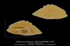 Callionymus lerenardi