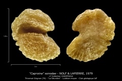 Caproina sonodae