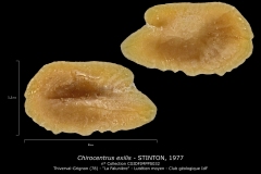 Chirocentrus exilis