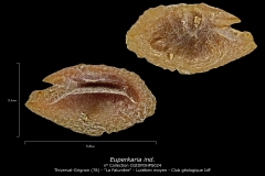 Euperkaria ind
