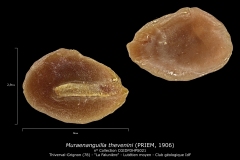 Muraenanguilla thevenini