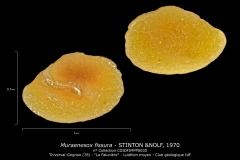 Muraenesox fissura