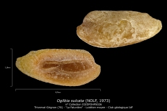 Ogilbia sulcata