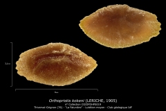 Orthopristis kokeni